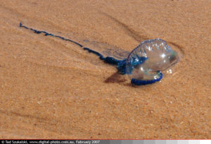 Bluebottle-IMG_20070218_6762